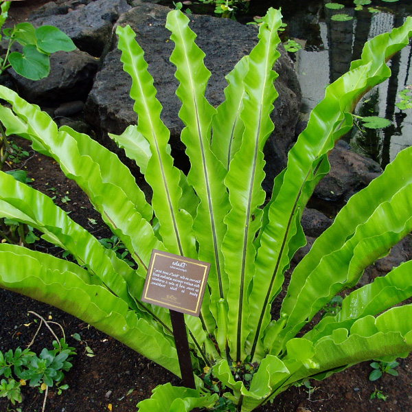 Asplenium