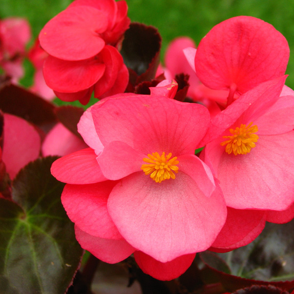 Begonia