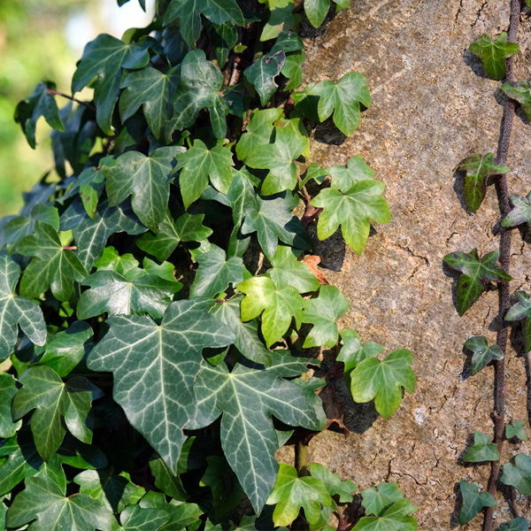 Hedera