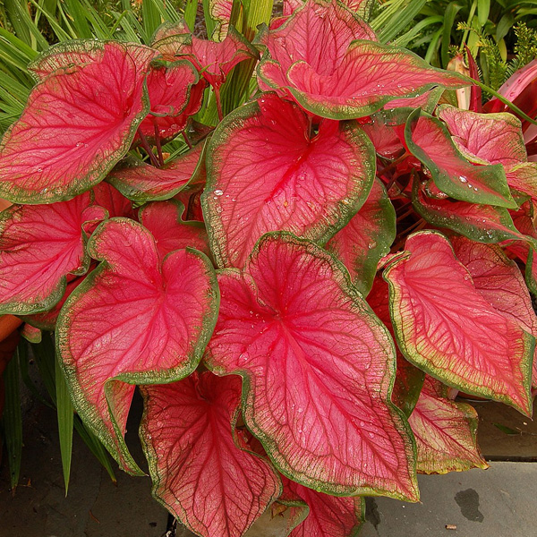Caladium
