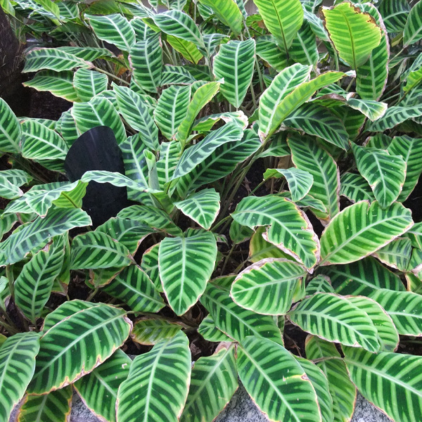 Calathea