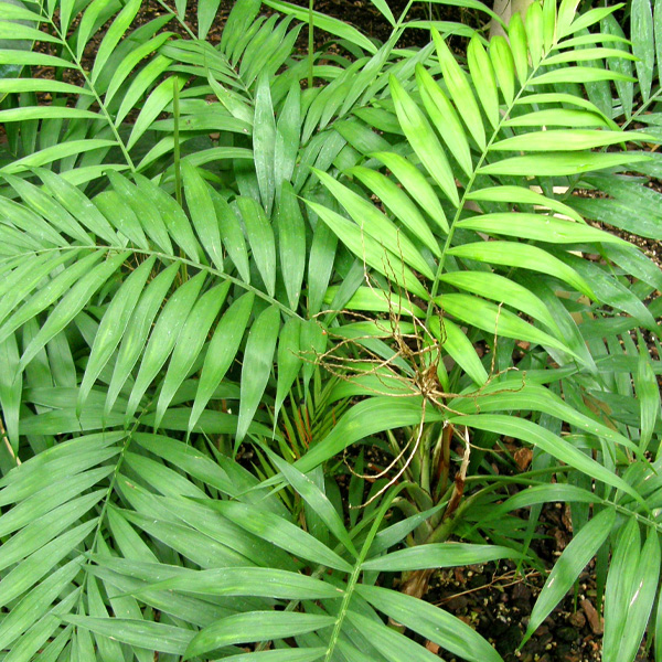 Chamaedorea