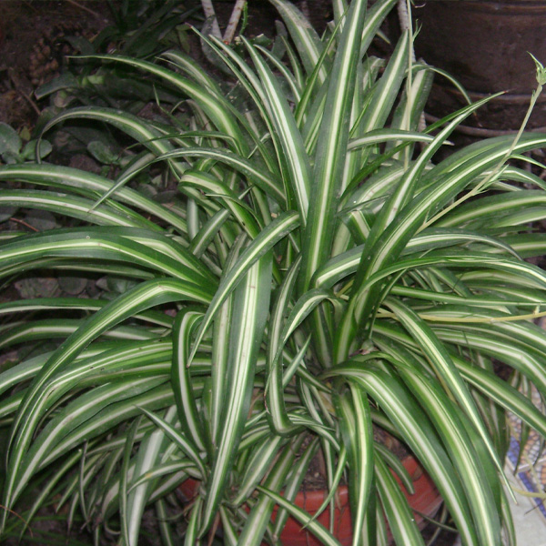Chlorophytum