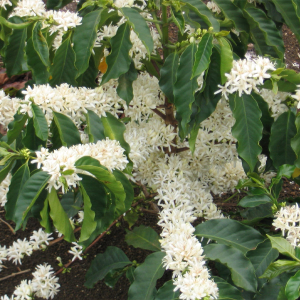 Coffea Arabica