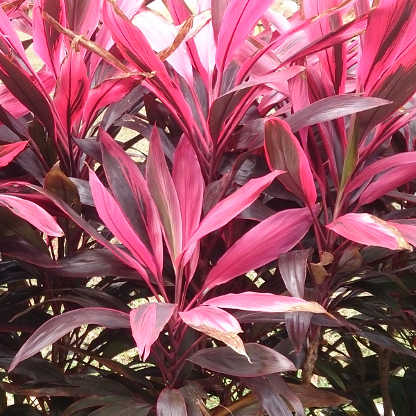 Cordyline