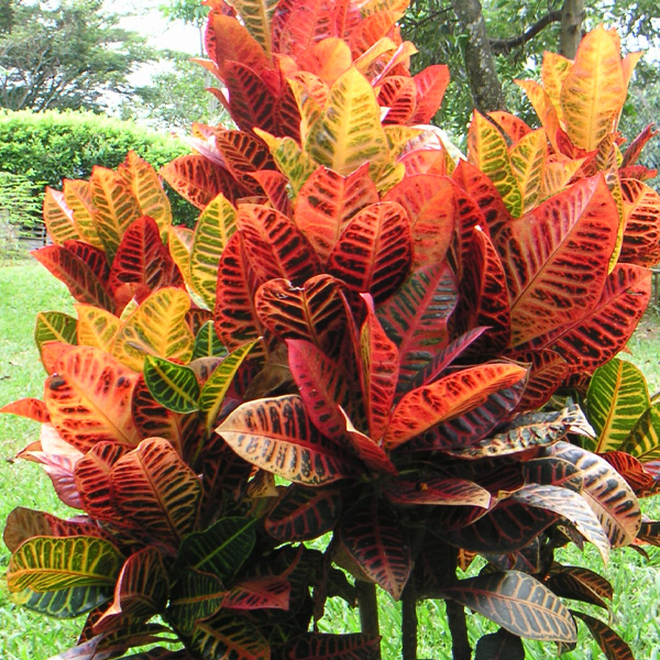 Croton