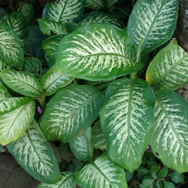 Dieffenbachia