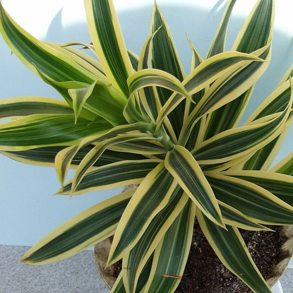 Dracaena