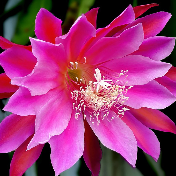 Epiphyllum