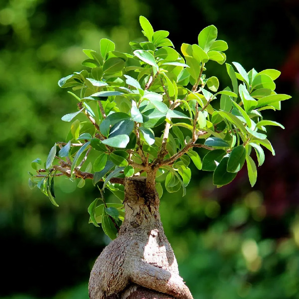 Ficus
