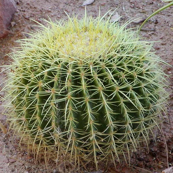 Cactaceae