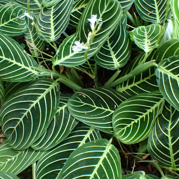 Maranta
