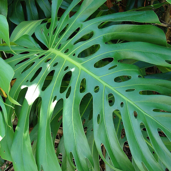 Monstera