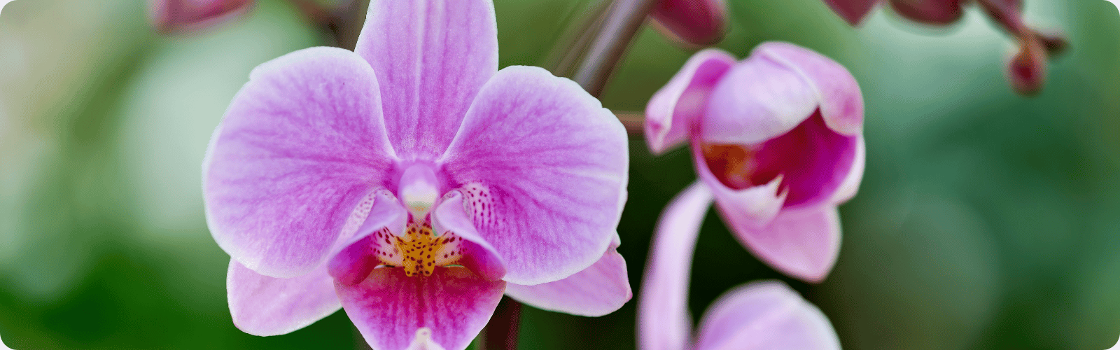 Tipy a triky pre pestovanie orchideí