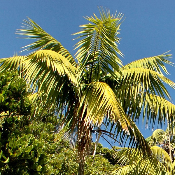Kentia Palm