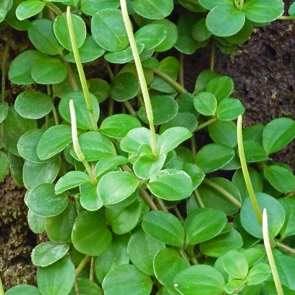 Peperomia