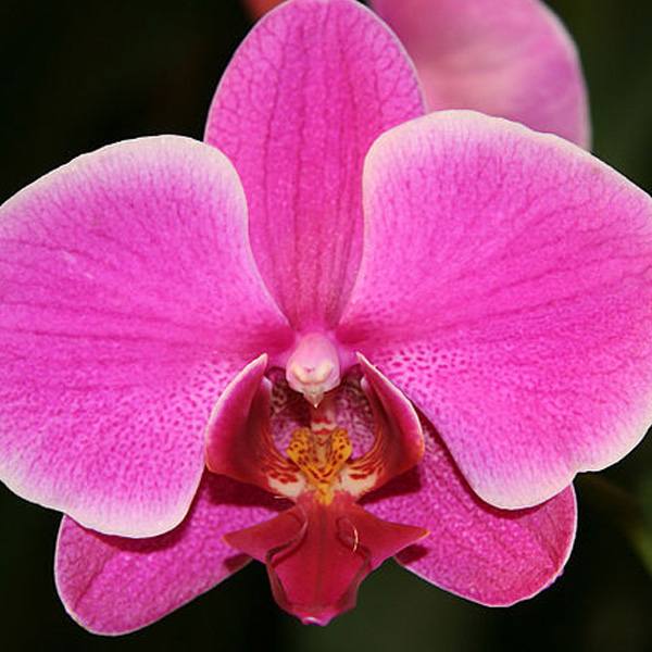 Phalaenopsis