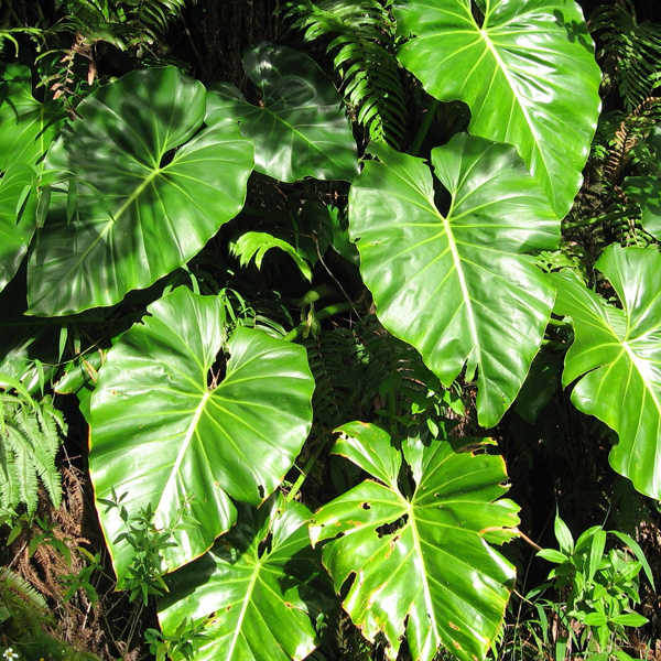 Philodendron