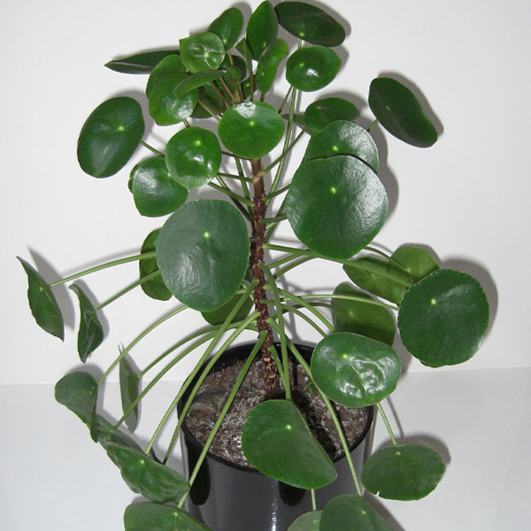 Pilea