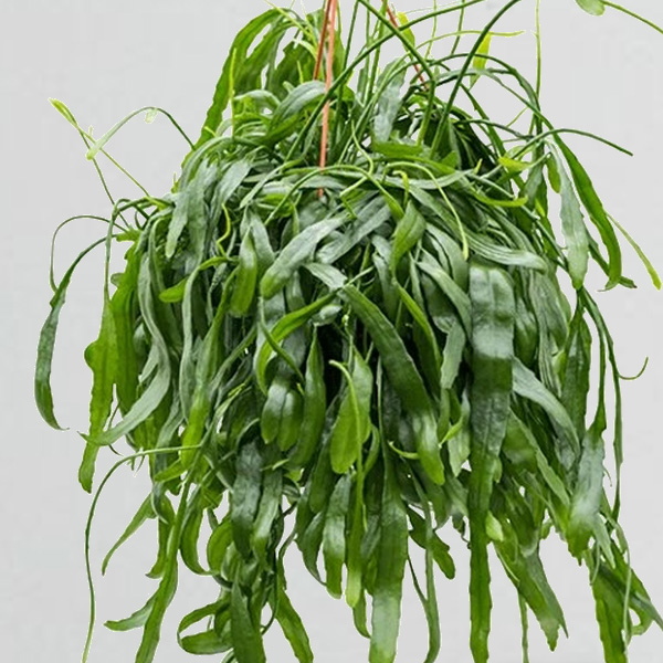 Rhipsalis