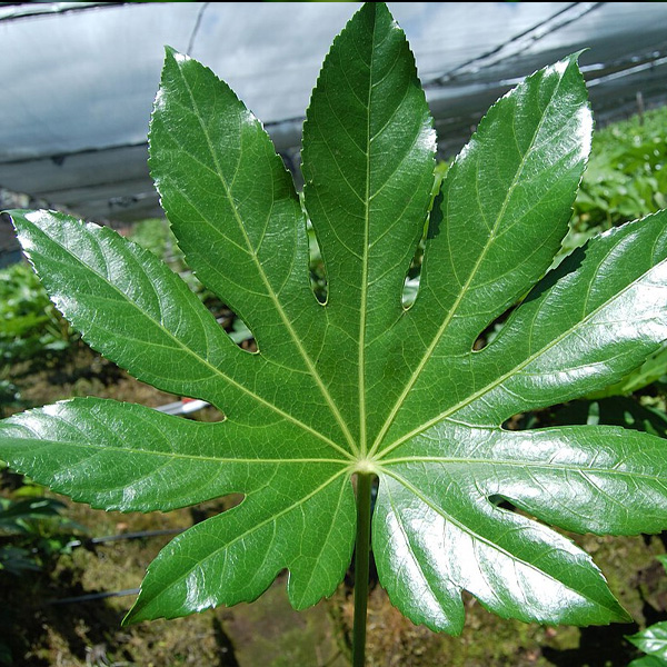 Fatsia