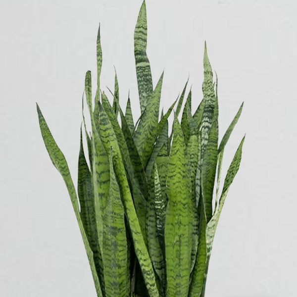 Sansevieria