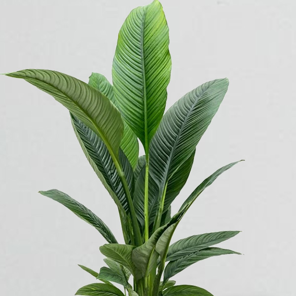 Spathiphyllum