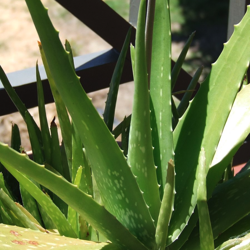 Aloe Vera