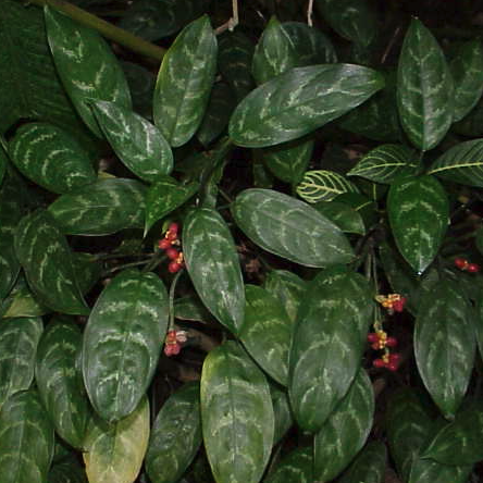 Aglaonema