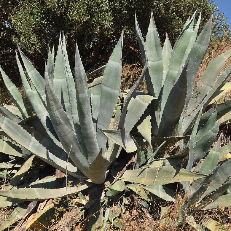 Agave