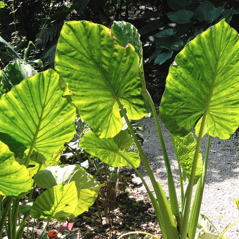 Alocasia