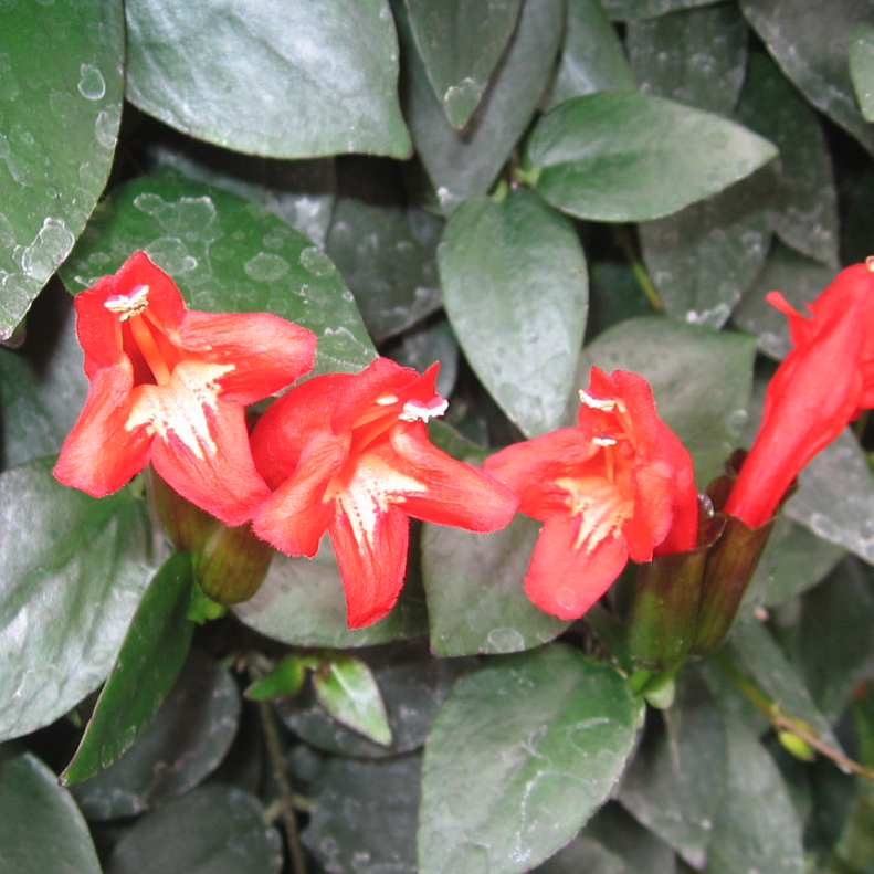 Aeschynanthus