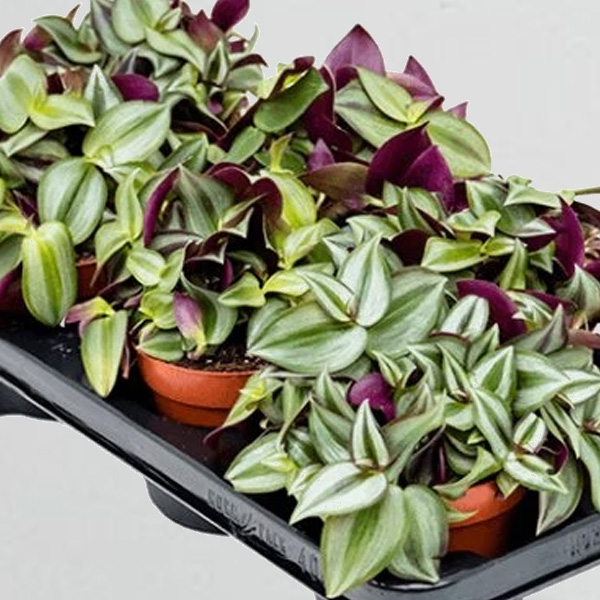 Tradescantia
