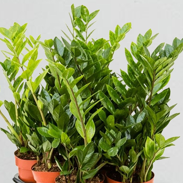 Zamioculcas