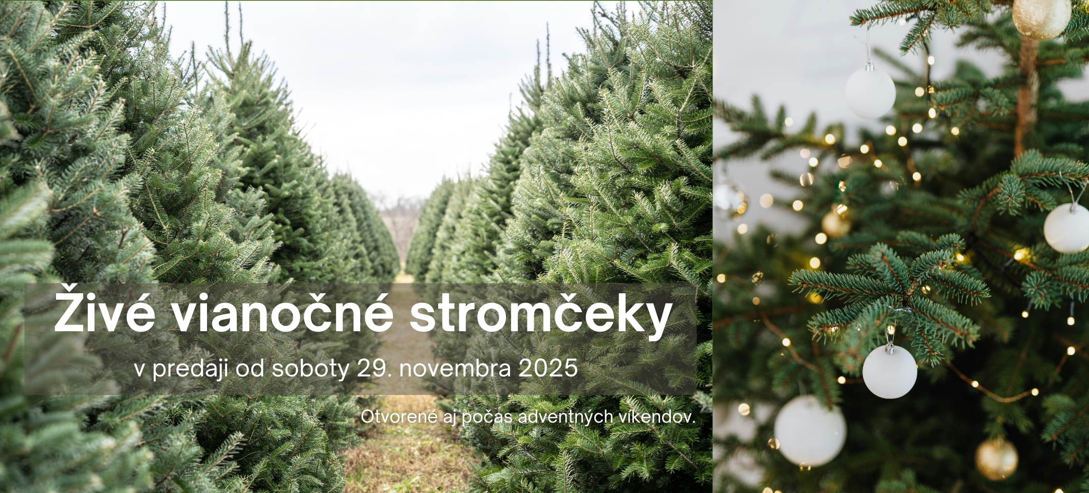 Predaj živých vianočných stromčekov