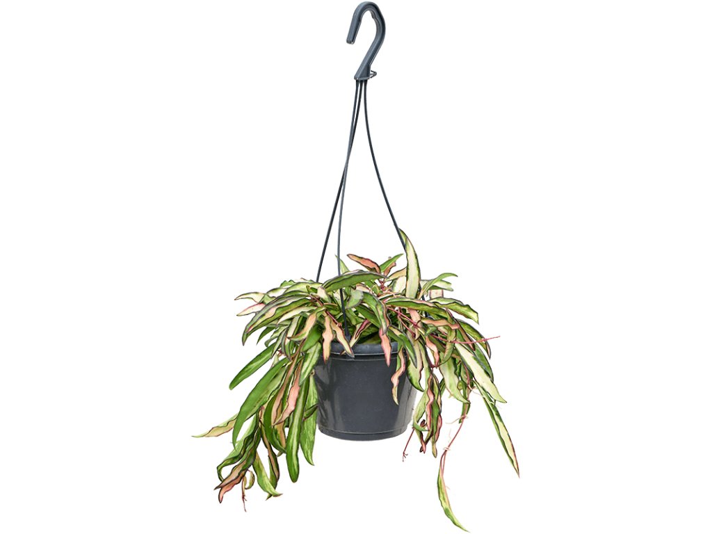 Hoya wayetii ´Tricolor´, 14, 20cm