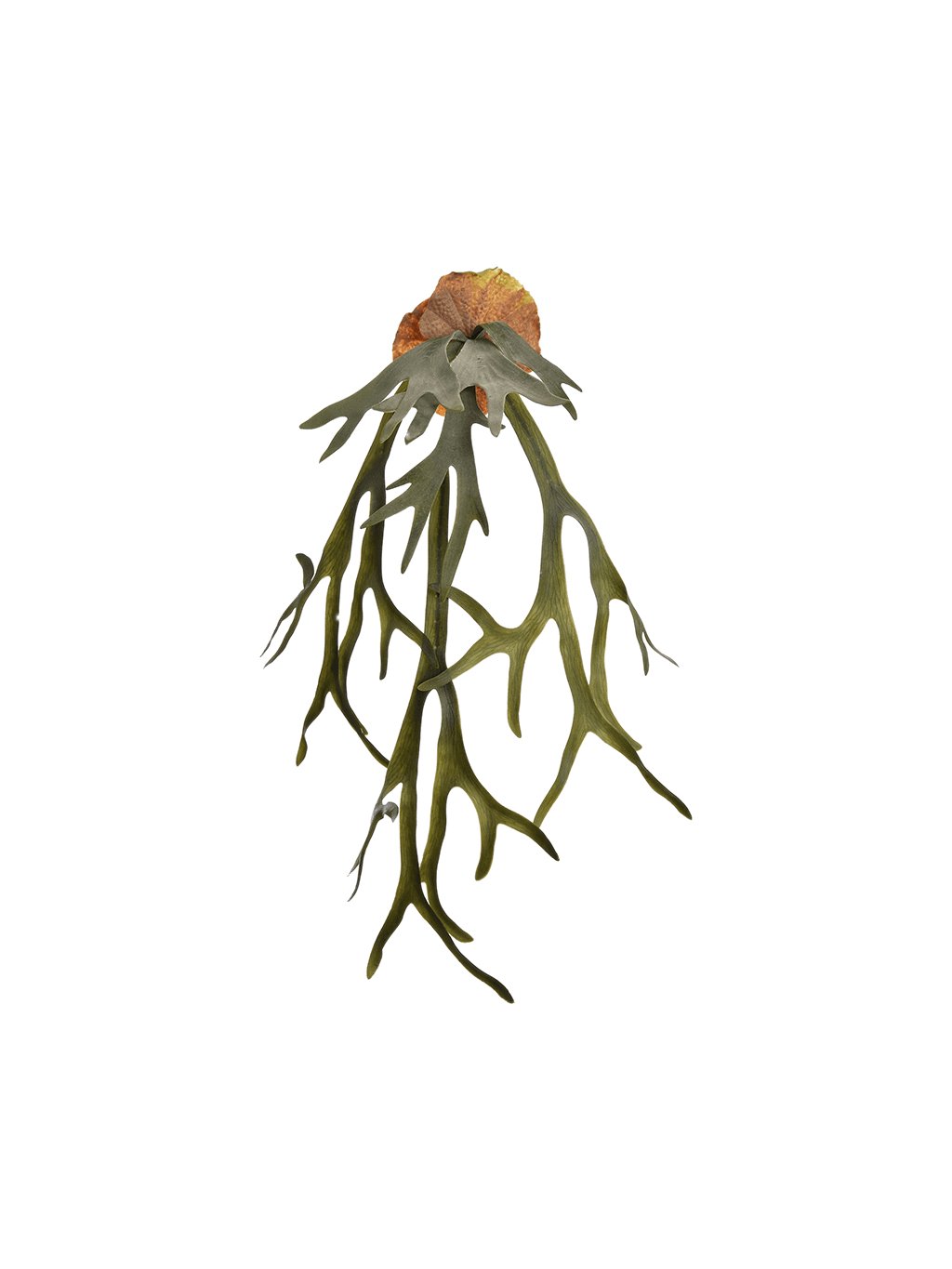 Umelý kvet Staghorn V90cm