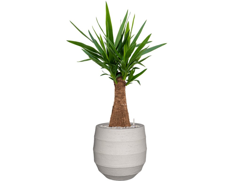 Yucca elephantipes in Bordo R30cm V92cm