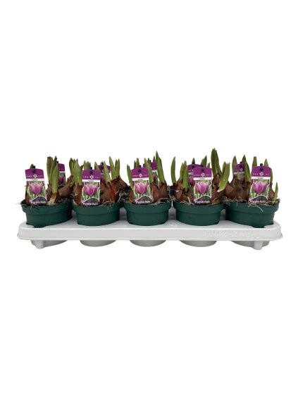 Tulipa Purple Rain V20cm