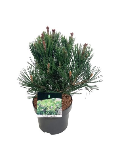 Pinus heldreichii 'Compact Gem' V55cm