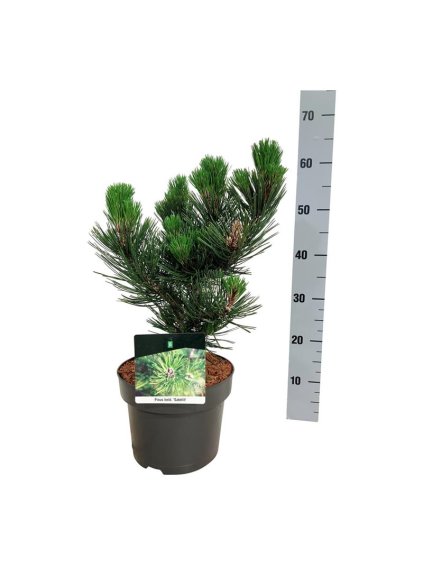 Pinus heldreichii 'Satellit' V50cm