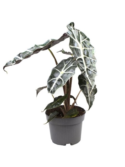 Alocasia amazonica 'Dwarf' V10cm