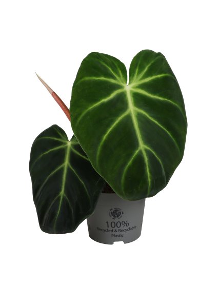 Philodendron 'Luxurians' V25cm