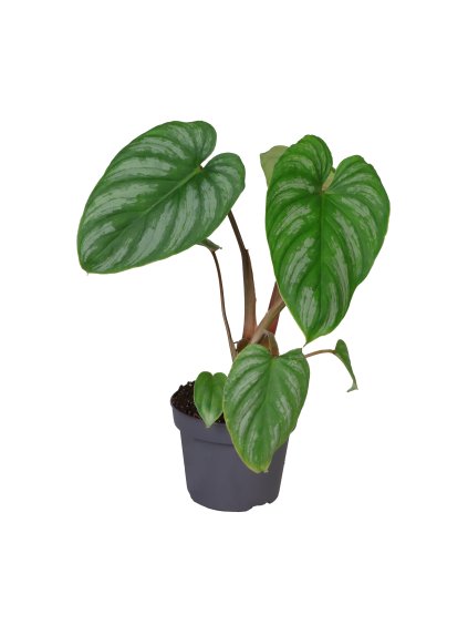 Philodendron 'Plowmanii' V25cm