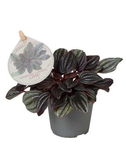 Peperomia caperata 'Lima' V12cm
