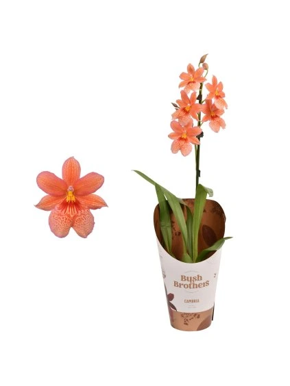 Cambria 'Nelly Isler' V55cm