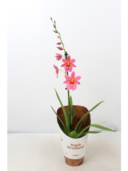 Cambria 'Nelly Isler' V55cm