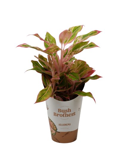 Aglaonema 'Light Pink Star' V30cm