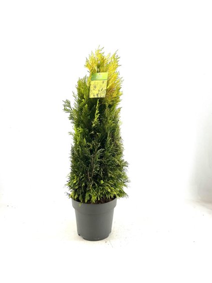 Thuja plicata overig V100cm
