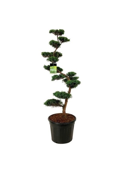 Juniperus virginiana 'Grey Owl' V210cm